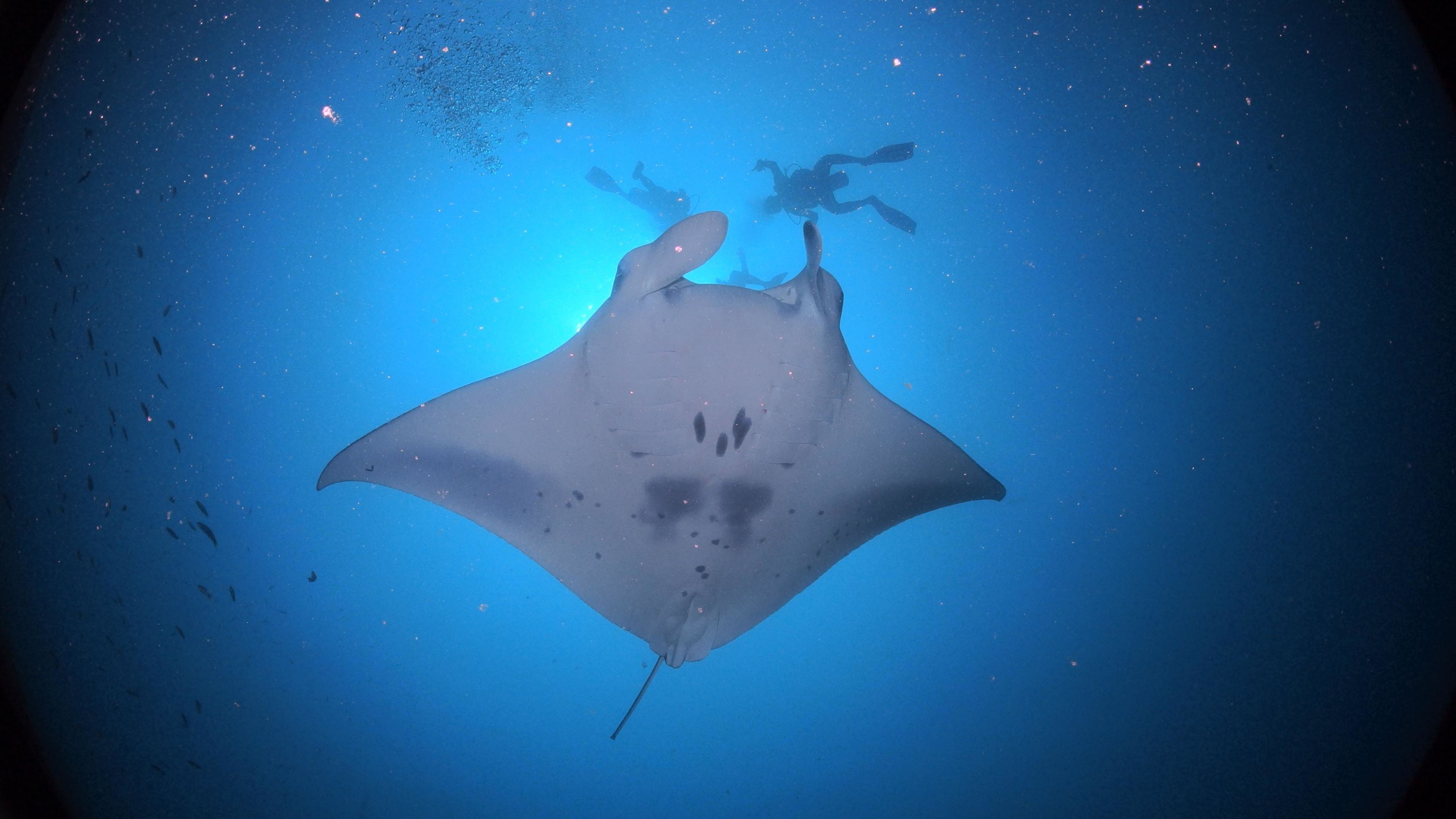 My First Time Manta Ray Snorkelling In The Maldives Maldives Holidays