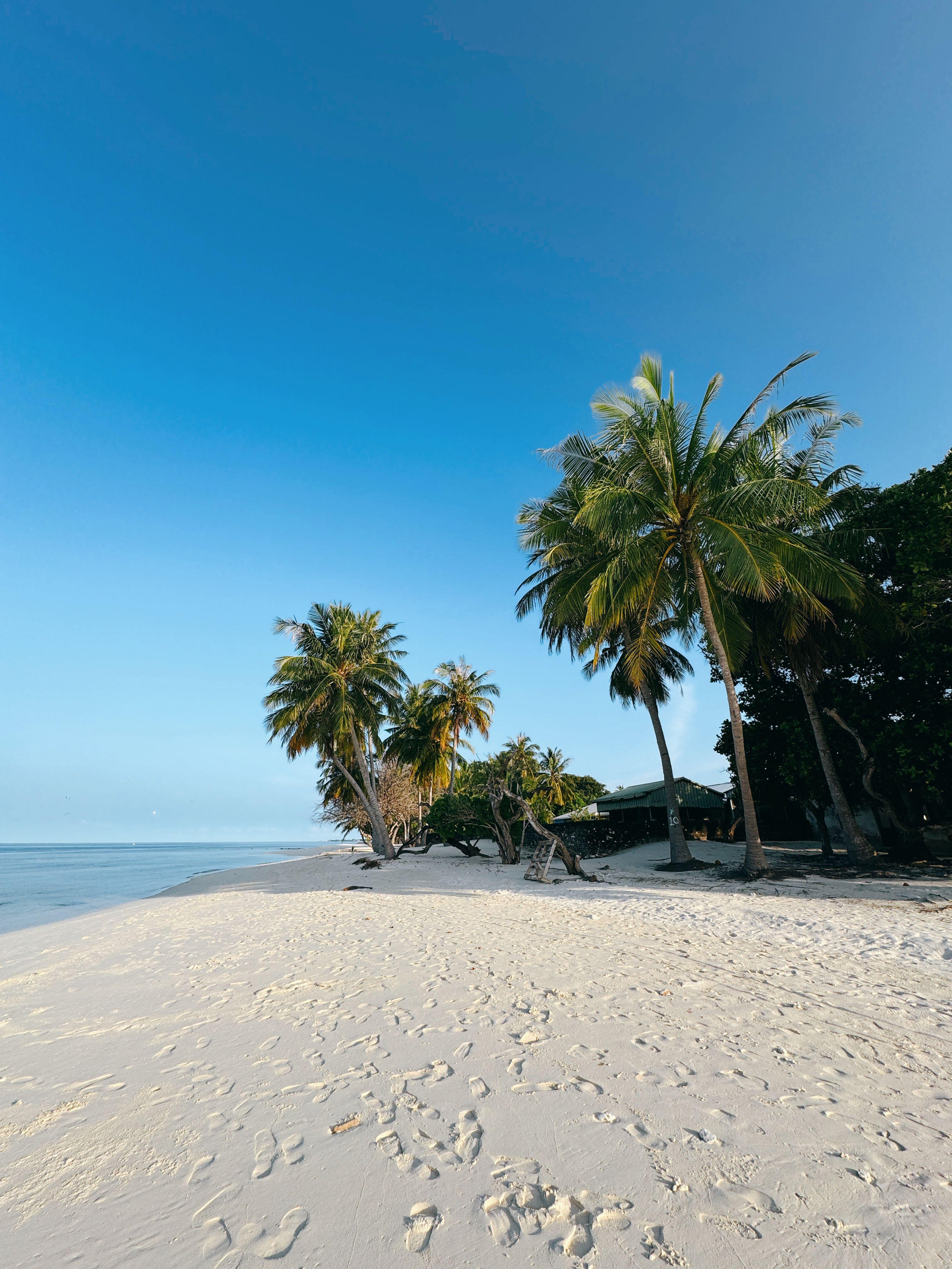 The beach of Kudarikilu, Maldives with coconut palm trees in distance