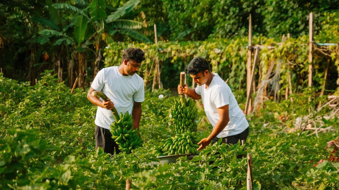 two workers harvesting bananas in the maldives