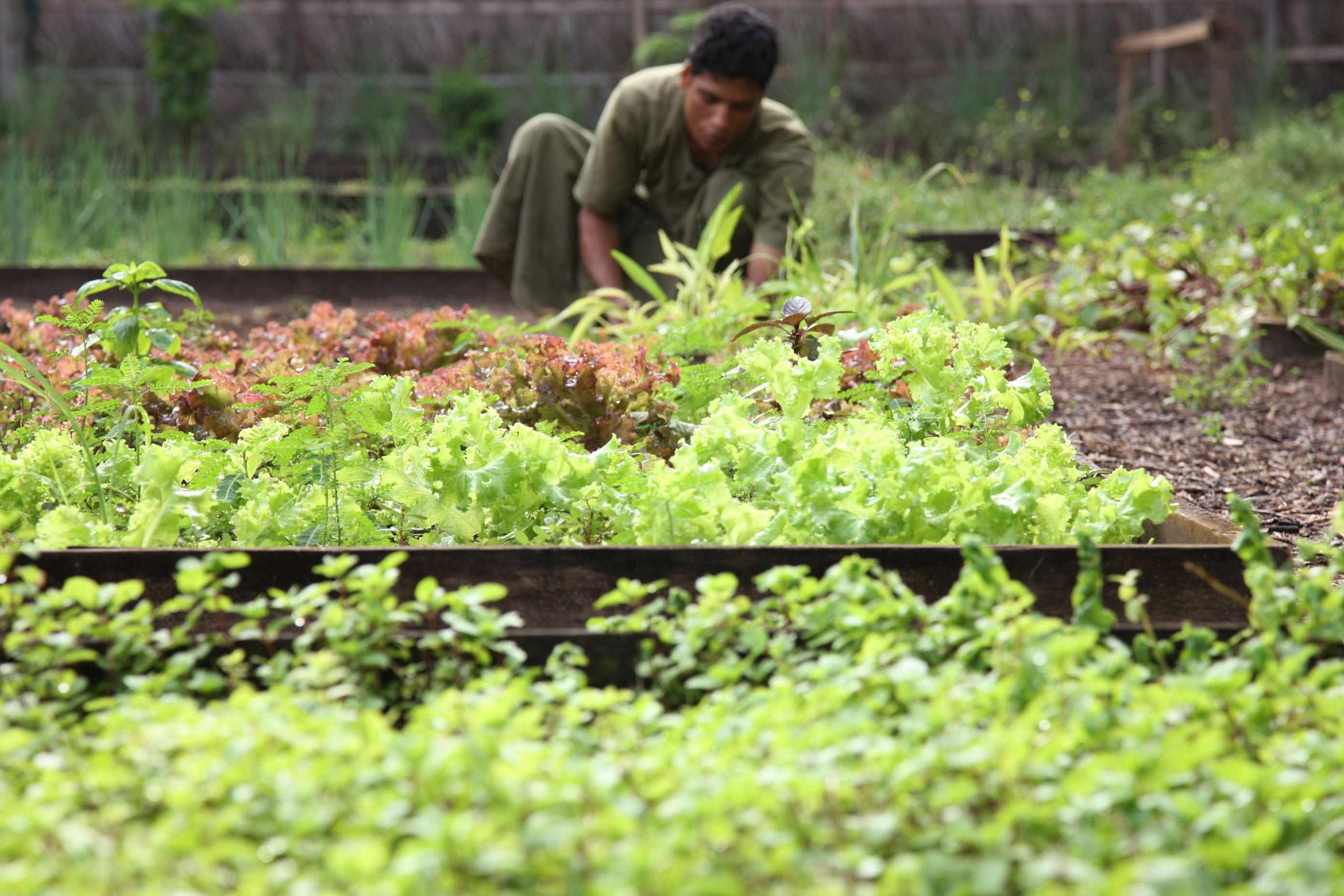 growing crops and plants in maldives