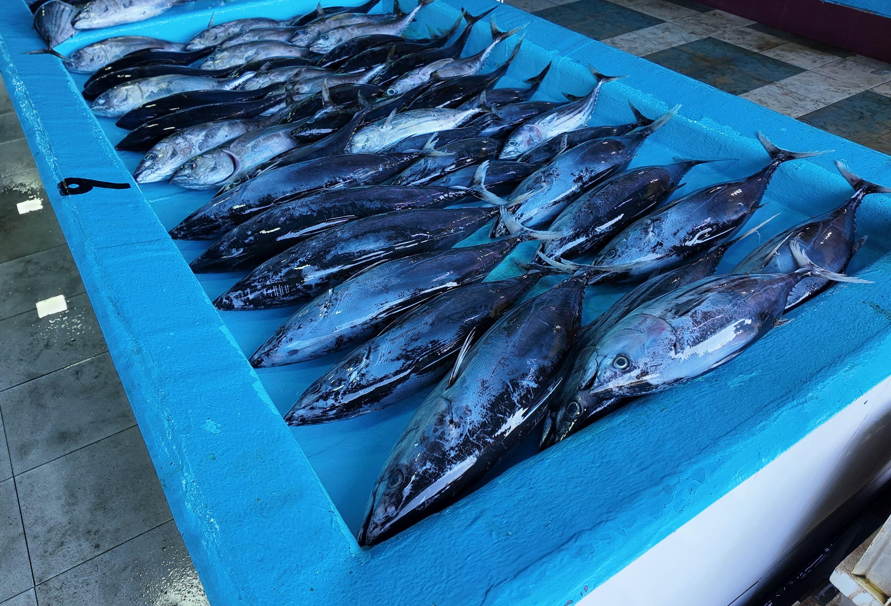 Maldivian raw tuna