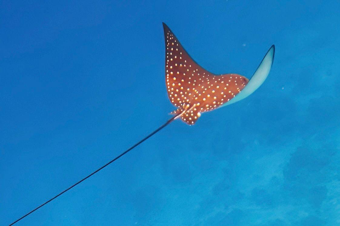 An Eagle Ray spotted in Kudarikilu, Maldives