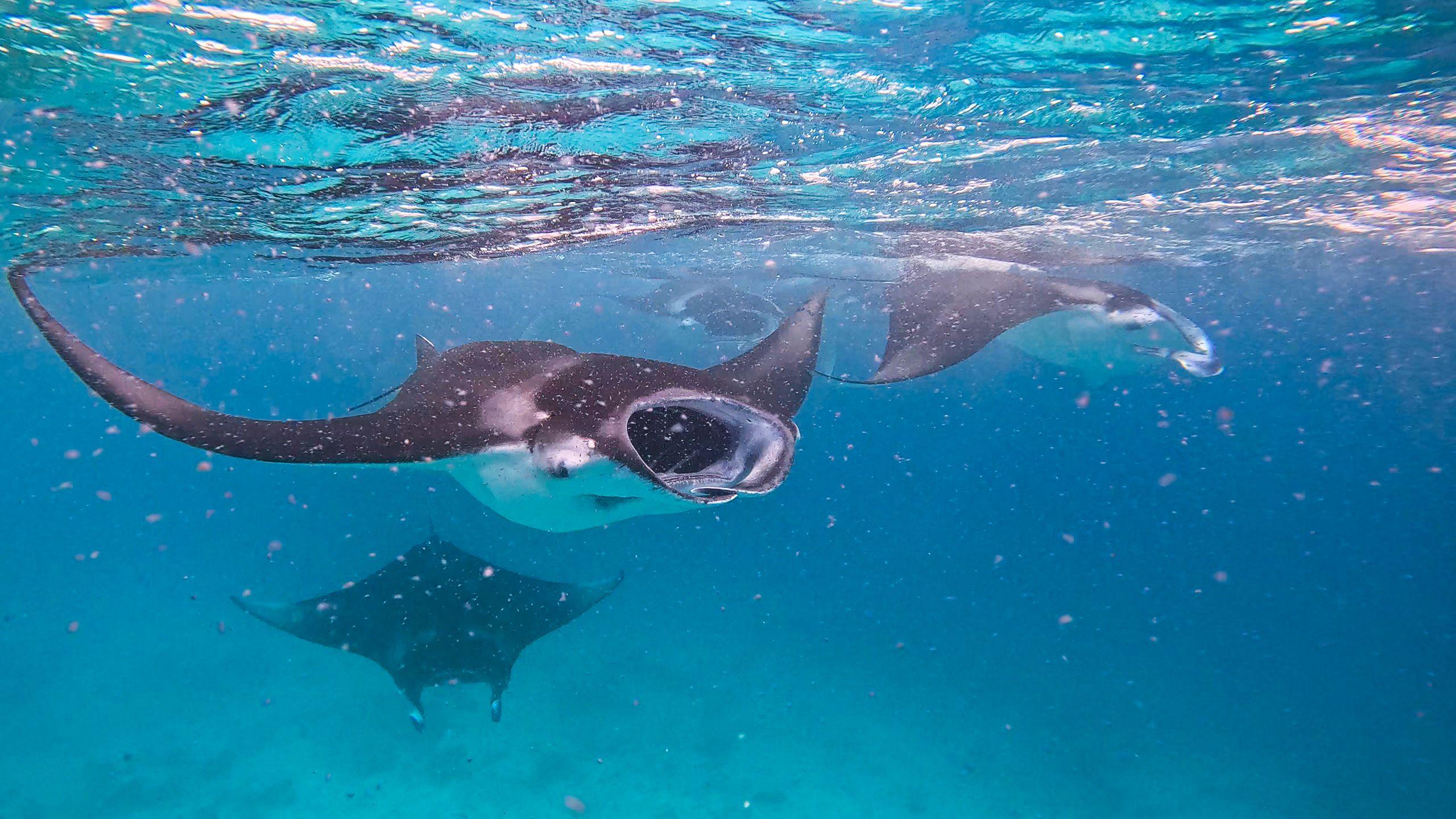 manta rays in raa atoll