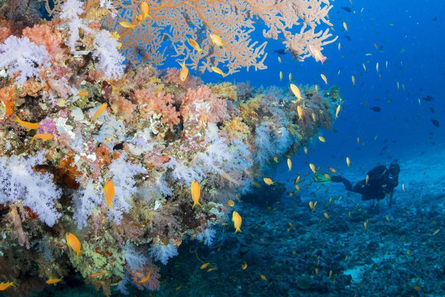 Sandies-Bathala-Maldives-Facilities-Activities-Excursions-Diving-Marine-Life-3.jpg