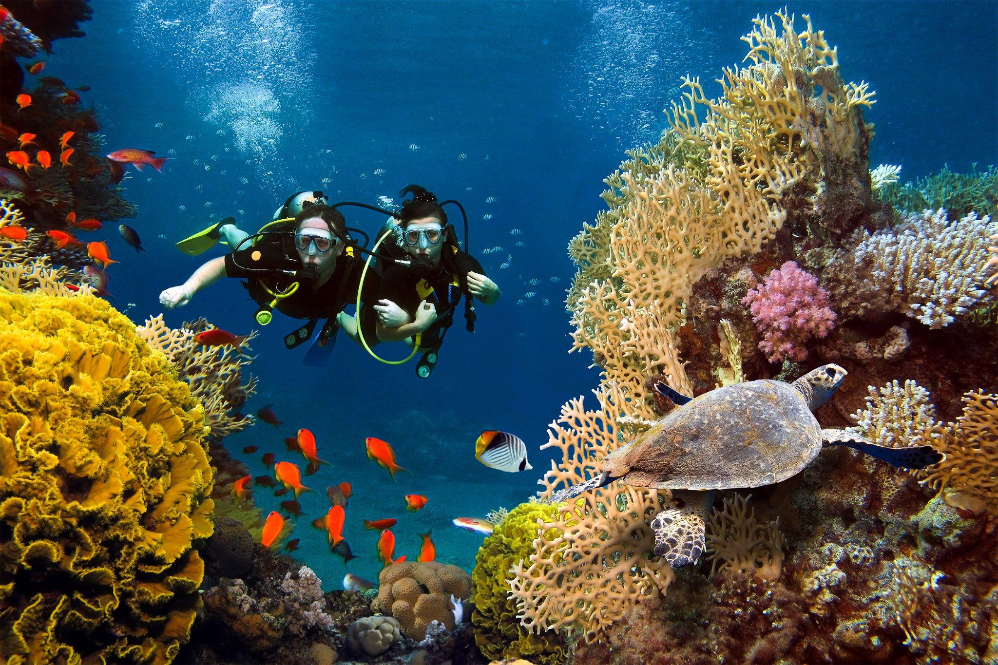 Avani+ Fares Maldives Resort - Activities - Watersports - Scuba Diving.jpg
