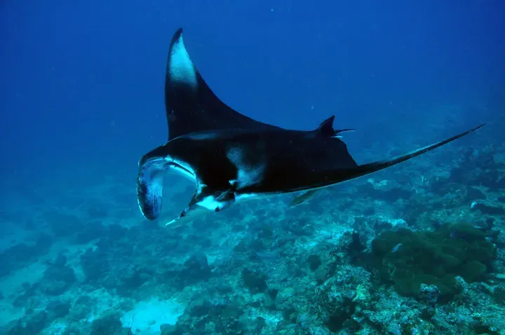 Dhigali-Maldives-Facilities-Activities-Excursion-Manta-Ray-1-sm.webp