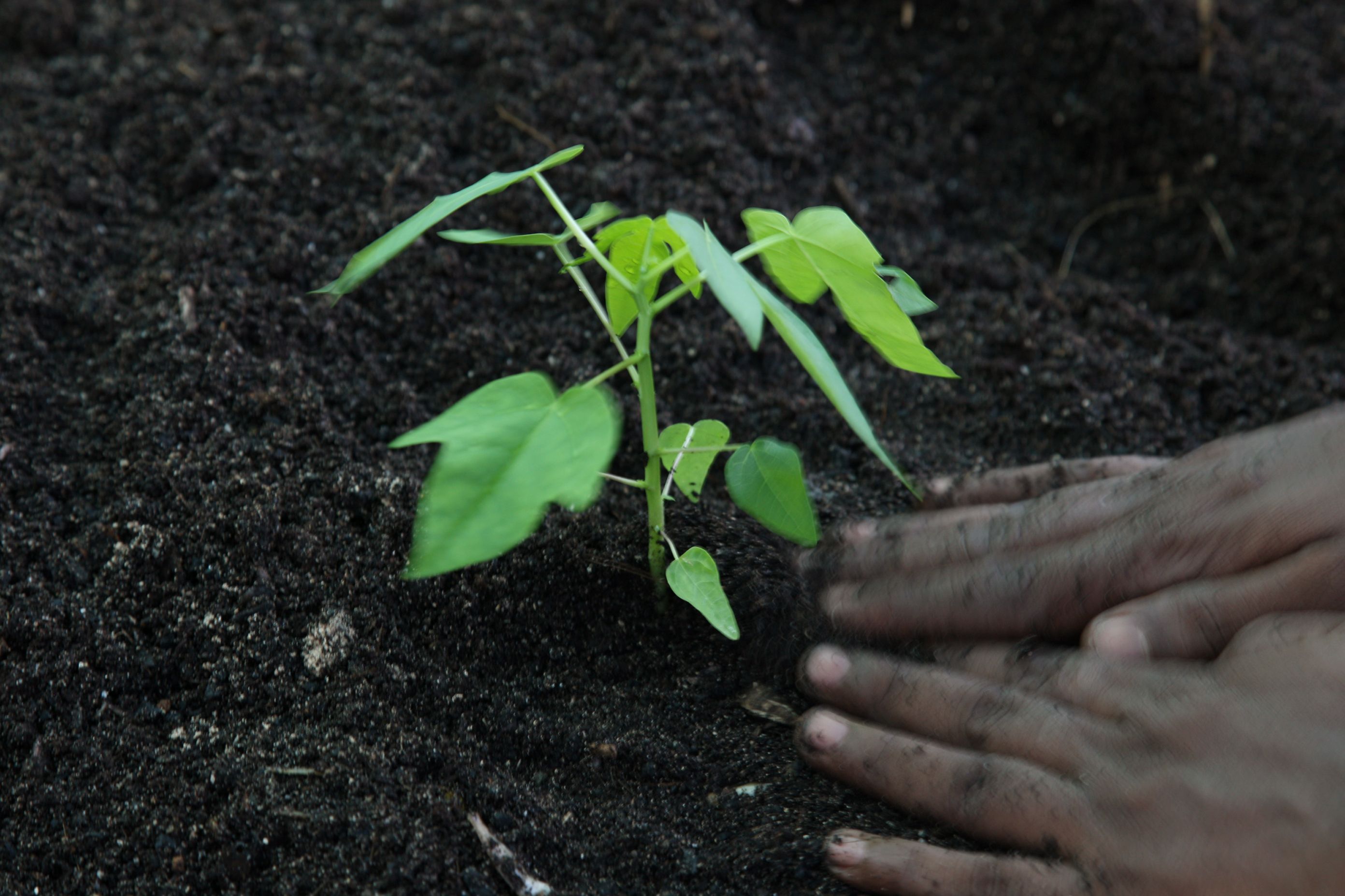 a small tree being planted in the Maldives