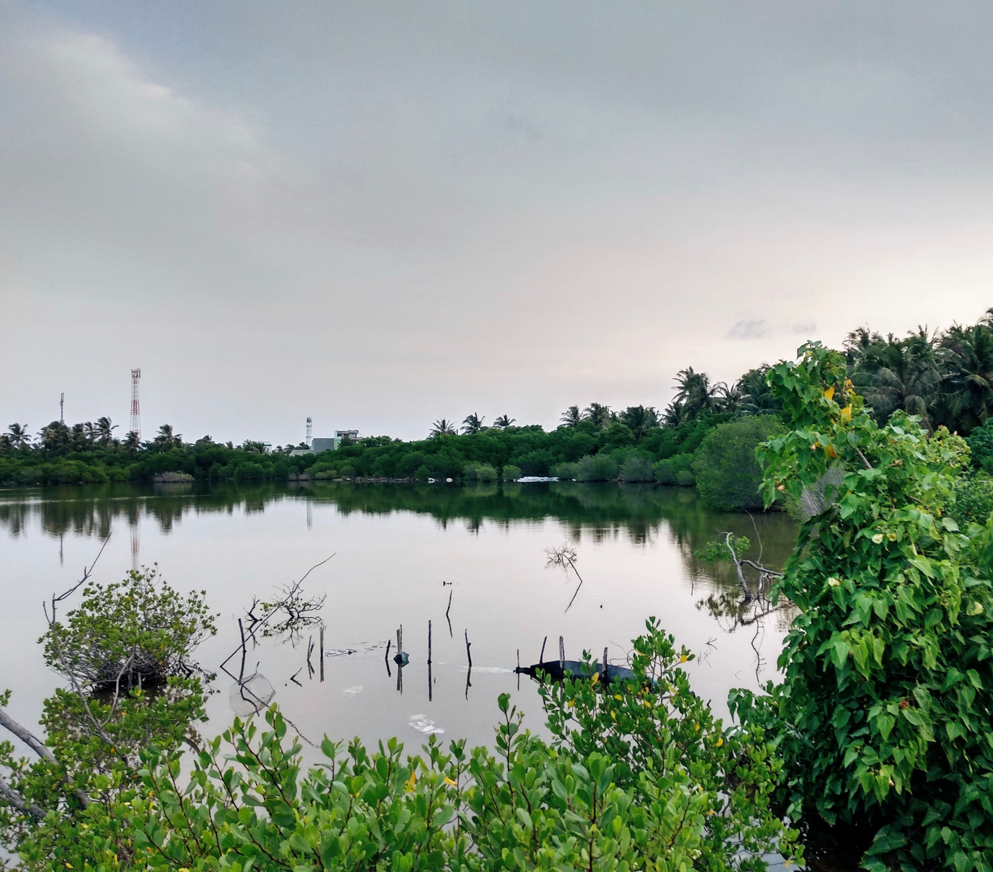 a mangrove in the Maldives