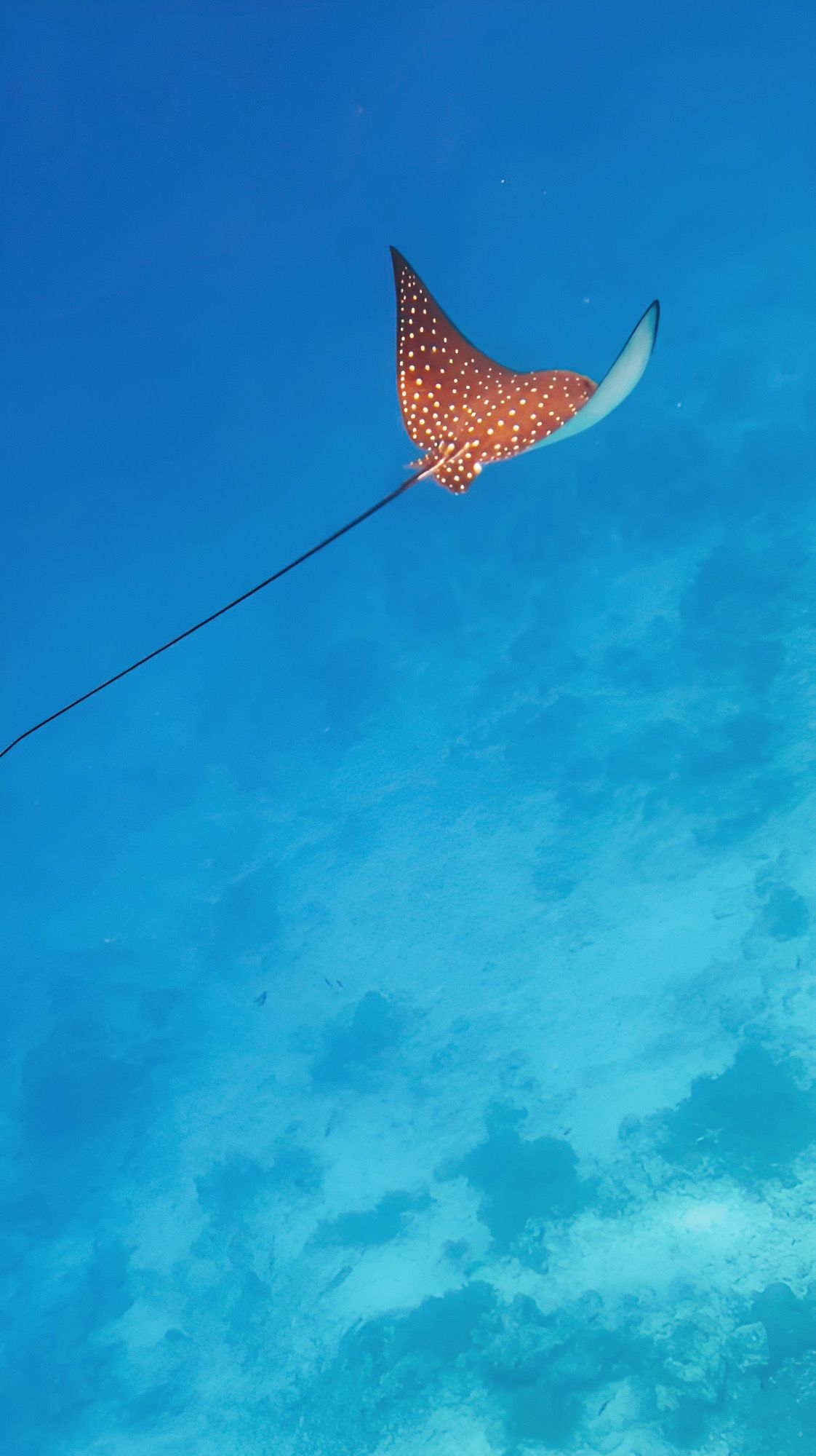 A manta ray spotted near Kudarikilu Island, Maldives