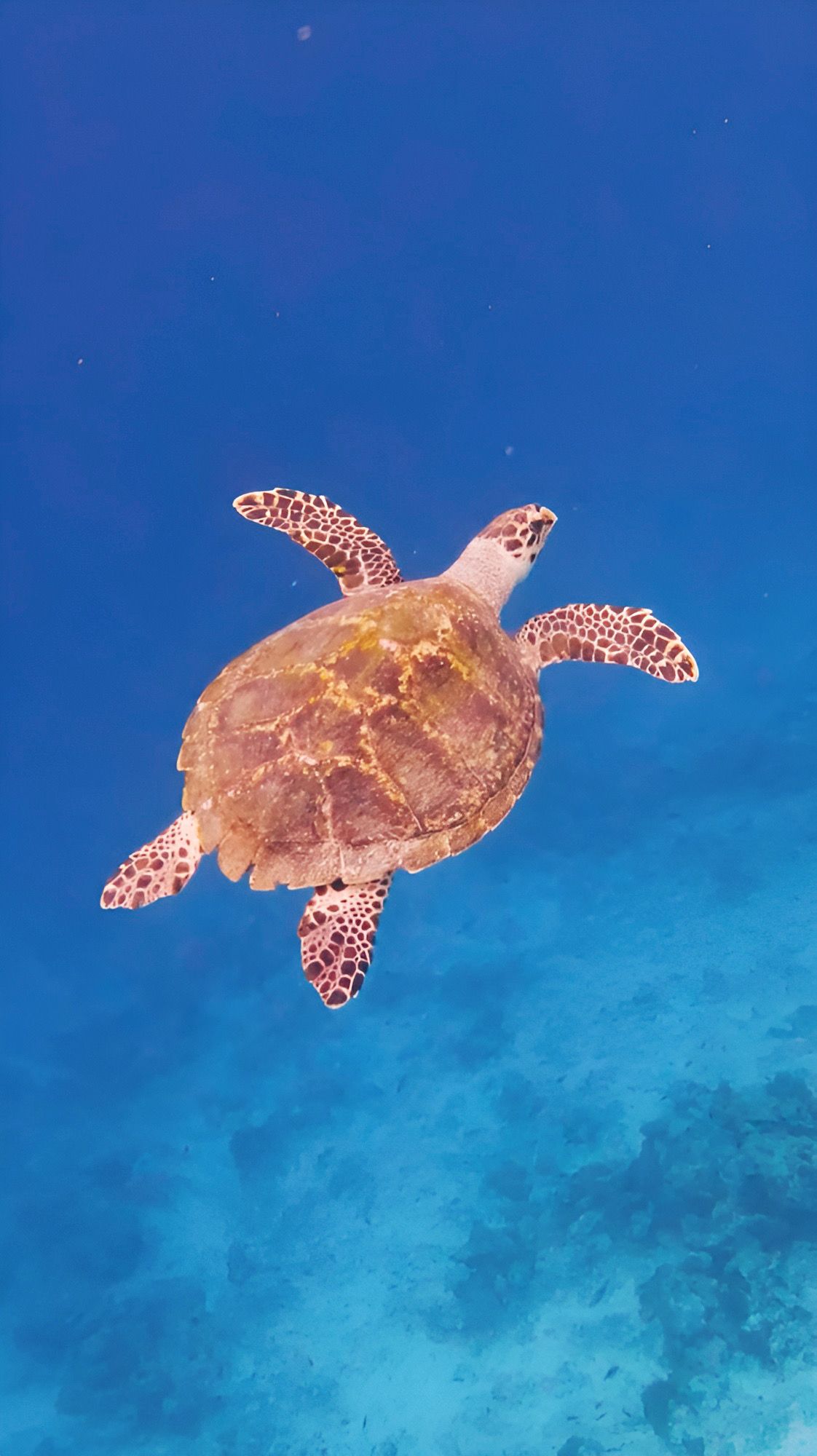 A turtle swimming underwater at Kudarikilu Island