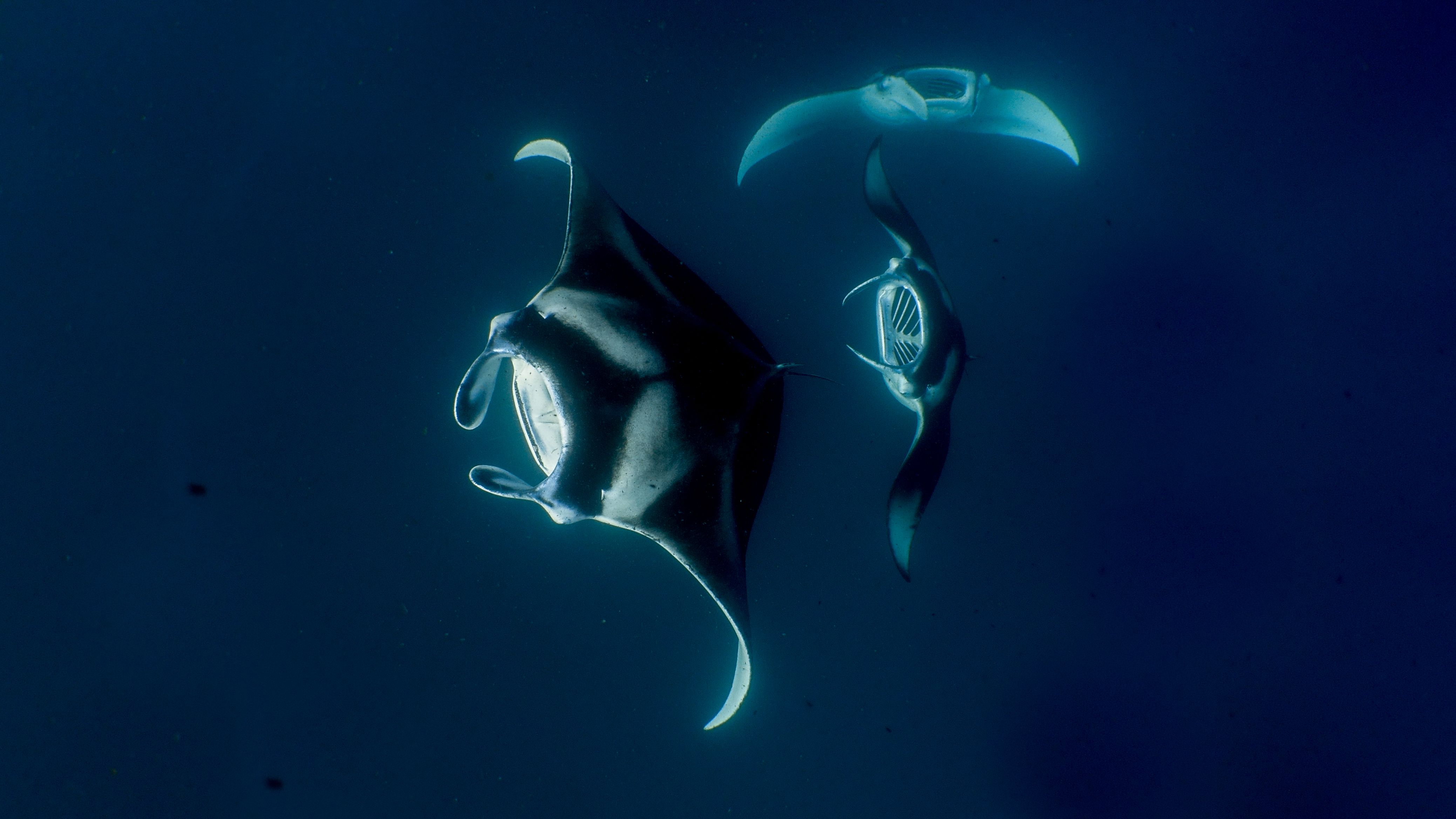 Hanifaru Bay_Manta Rays.jpg